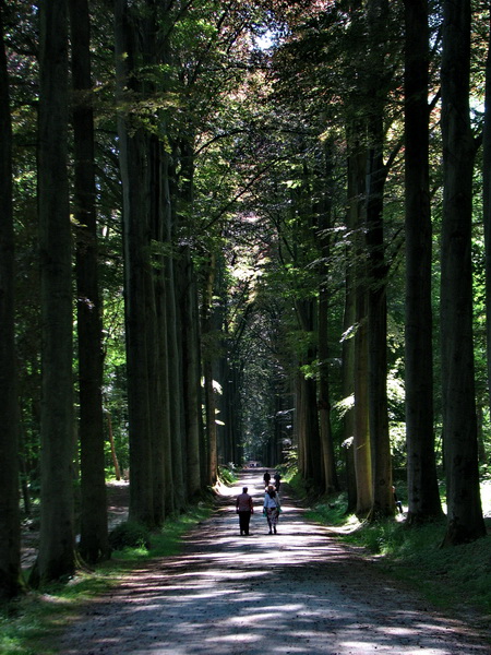 Zonien forest near Brussels
